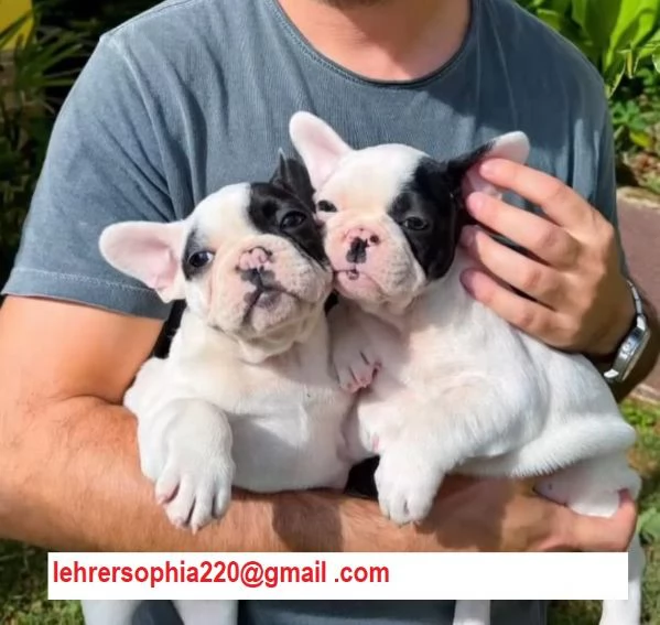Cuccioli di bulldog francese mini | Foto 1