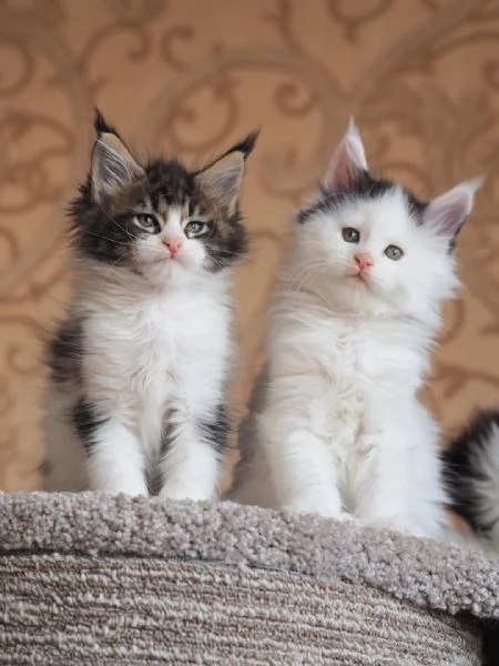 Adorabili gattini Maine Coon