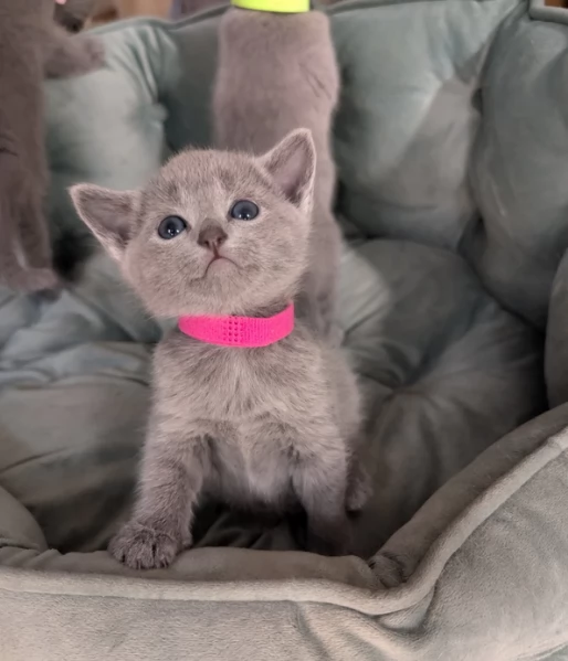 Piccolo Blu di russia in adozione