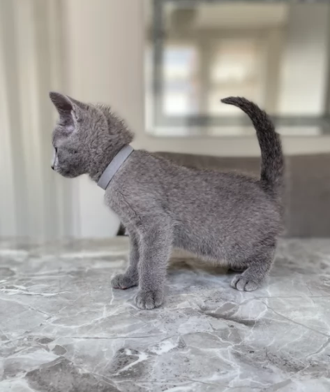 Blu di Russia di razza pronti | Foto 0