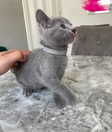 Blu di Russia di razza pronti