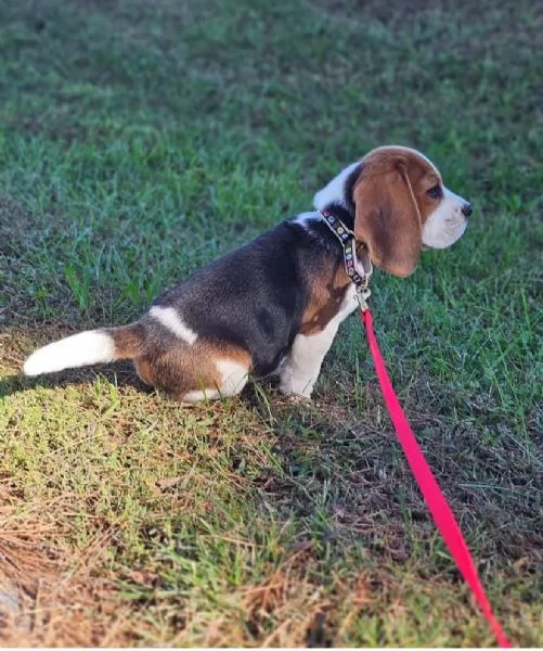 REGALO BEAGLE MASCHIO E FEMMINA  | Foto 0