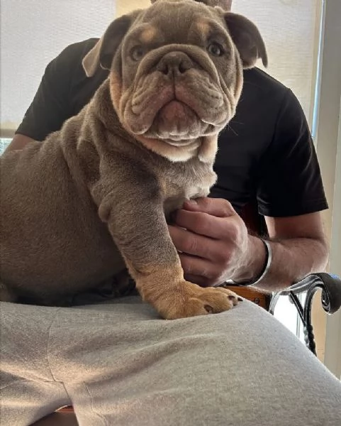 REGALO   BULLDOG INGLESE