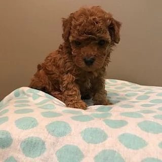 REGALO Barboncino toy DISPONIBILI | Foto 0