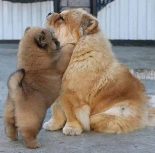 Disponibili Chow chow di razza pura maschio e femmina