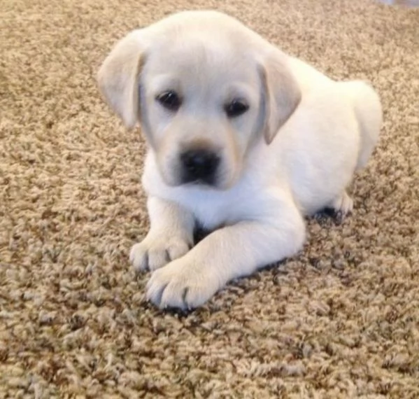 Regalo Labrador femminile e maschio 