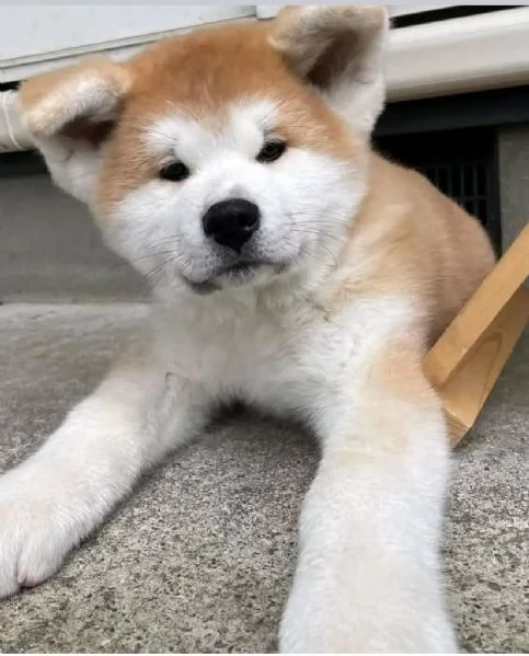 Regalo cucciolo Akita INU Maschio e femmina… | Foto 0