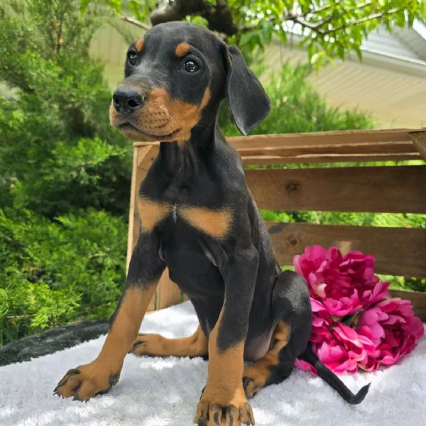 Regalo cucciolo Doberman maschio e femmina 