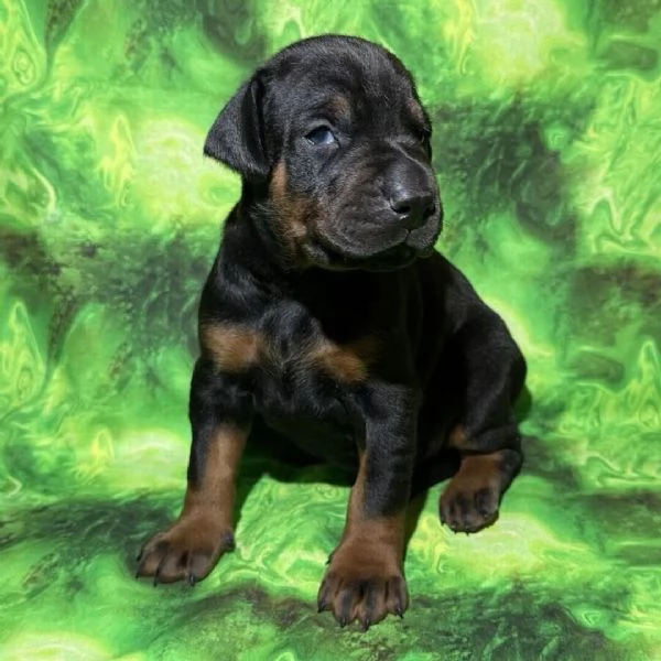 Regalo cucciolo Doberman maschio e femmina  | Foto 0