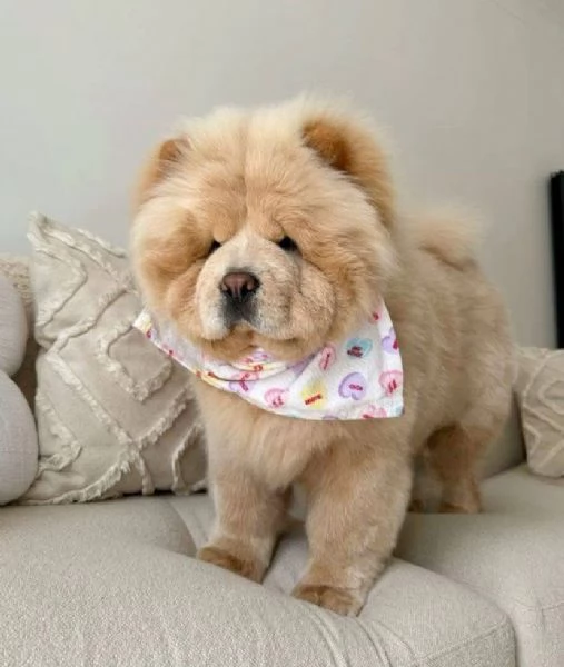 REGALO CHOW CHOW MASCHIO E FEMMINA… | Foto 0