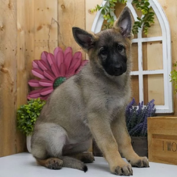 REGALO PASTORE TEDESCO  | Foto 0