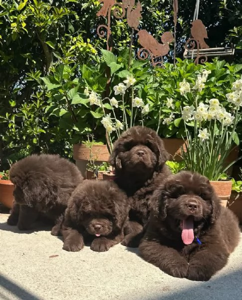 REGALO TERRANOVA CUCCIOLO MASCHIO E FEMME DISPONIBILI | Foto 0