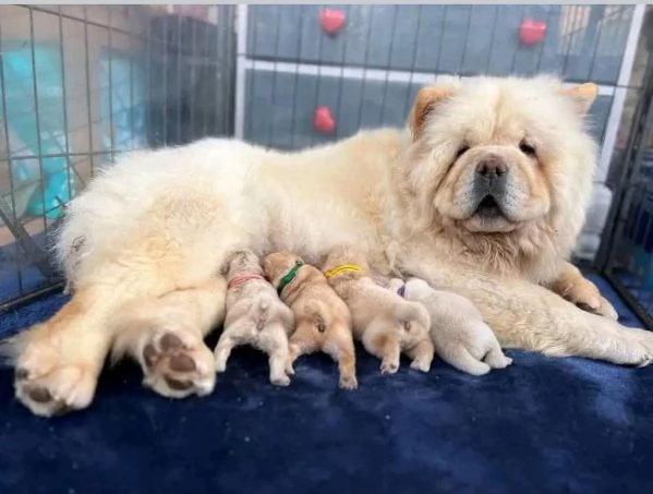 REGALO TERRANOVA CUCCIOLO MASCHIO E FEMME DISPONIBILI