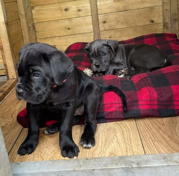 REGALO Cane Corso maschio e femmina……. | Foto 0