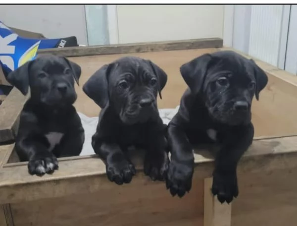 REGALO Cane Corso maschio e femmina…….