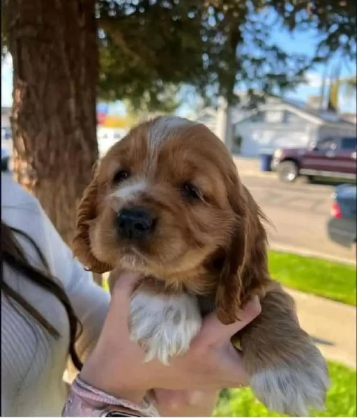 REGALO COCKER SPANIEL INGLESE MASCHIO E FEMMINA | Foto 0