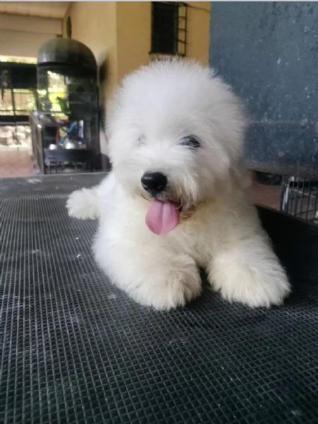Dolce  maschio e  femminuccia di  Coton de tulear  | Foto 0