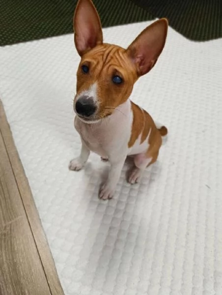 REGALO BASENJI MASCHIO E FEMMINA