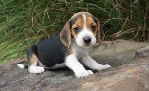REGALO BEAGLE MASCHIO E FEMMINA