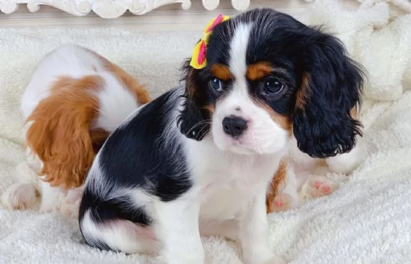 Dolce  maschio e  femminuccia di  cavalier King Charles