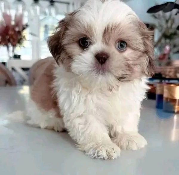 Disponibili Shitzu di razza pura maschio e femmina