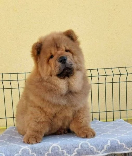 Bellissima maschio e  femminuccia di Chow-chow disponibile | Foto 0