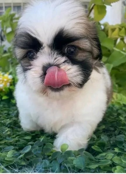 Bellissima maschio e  femminuccia di Shitzu disponibile | Foto 0