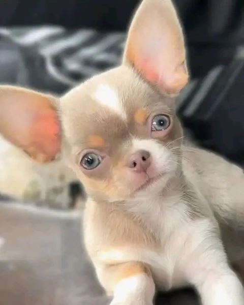 Dolce chihauhau lungo pelo femmina | Foto 0