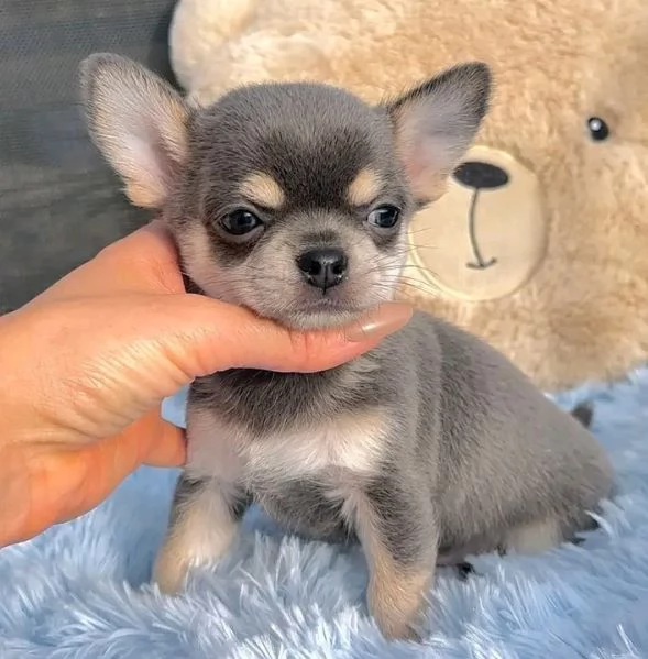 Dolce chihauhau lungo pelo femmina