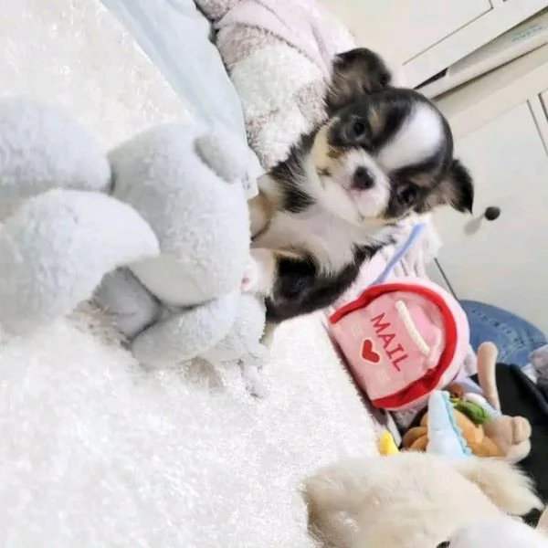 Dolce chihauhau lungo pelo femmina