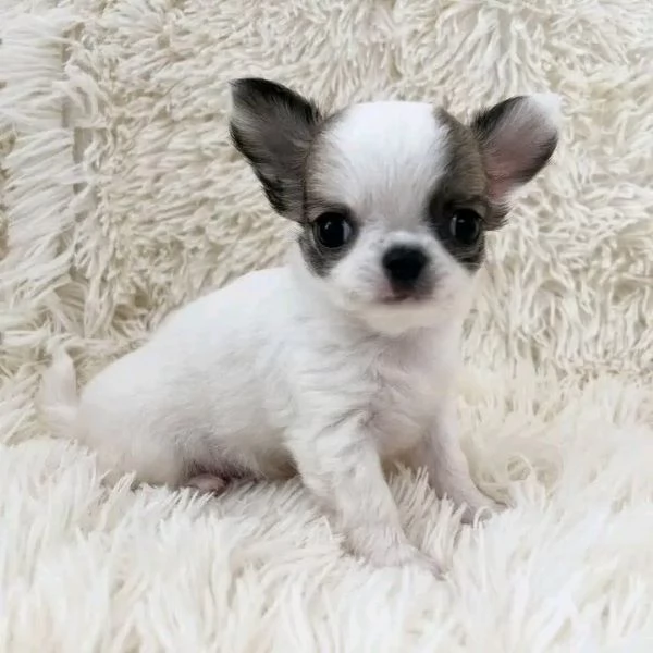 Dolce chihauhau lungo pelo femmina | Foto 0