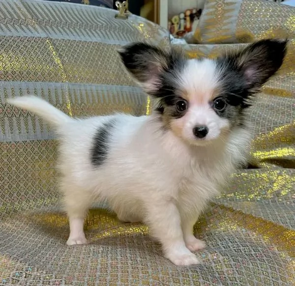 Disponibili Papillon maschio e femmina | Foto 0