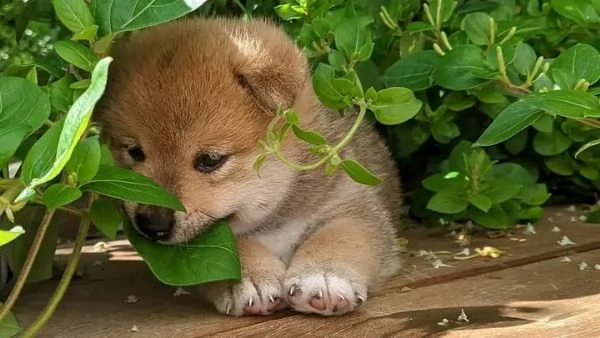 Disponibili Shiba inu maschio e femmina | Foto 0