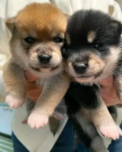 Disponibili Shiba inu maschio e femmina