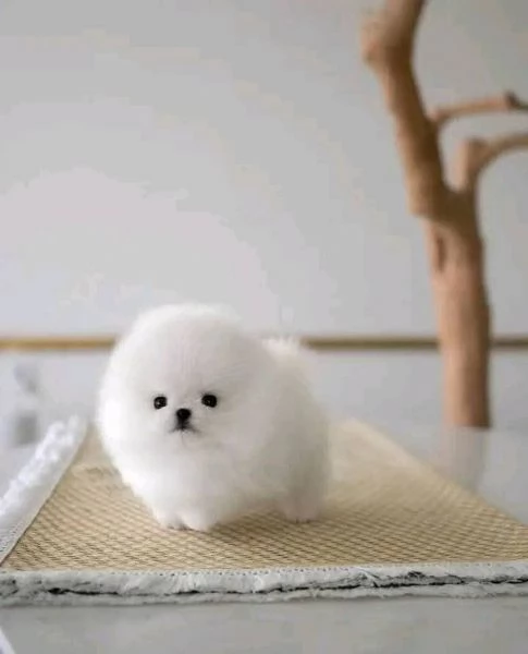 REGALO Volpino Pomeranian  | Foto 0