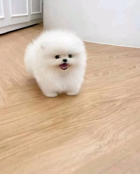 REGALO Volpino Pomeranian 
