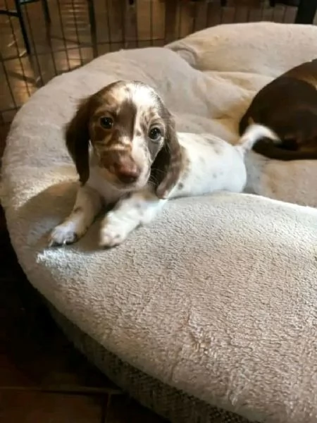 REGALO BASSOTTO  | Foto 0