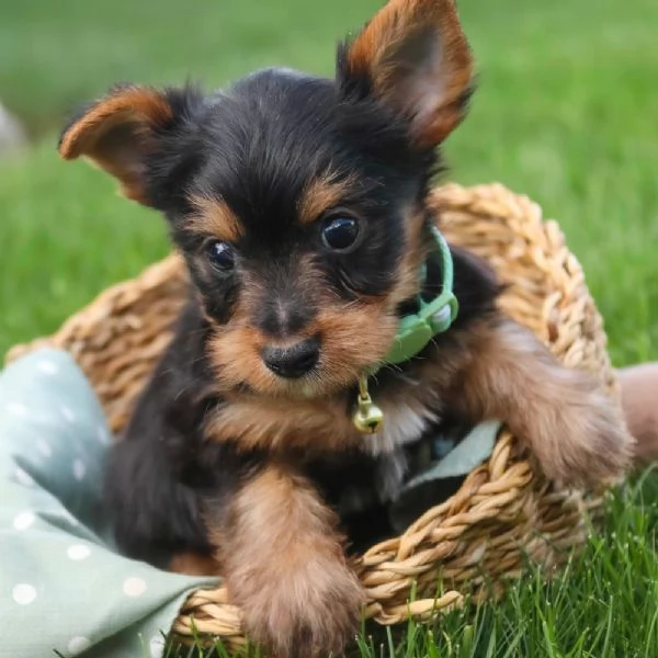 REGALO YORKSHIRE  | Foto 0