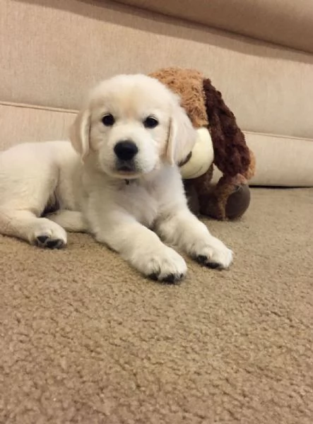 REGALO GOLDEN RETRIEVER 