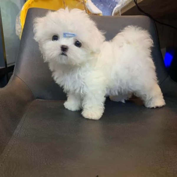 Ho cuccioli di maltese maschi e femmine disponibili per la vendita. Contattateci per maggiori inform