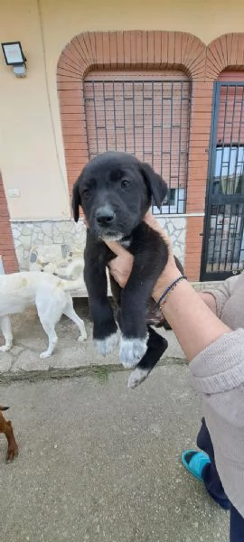 Regalo cucciole | Foto 0