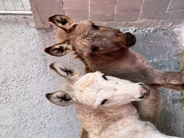 Vendo asini sardi con croce amiatina 