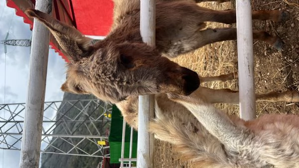 Vendo asini sardi con croce amiatina  | Foto 0