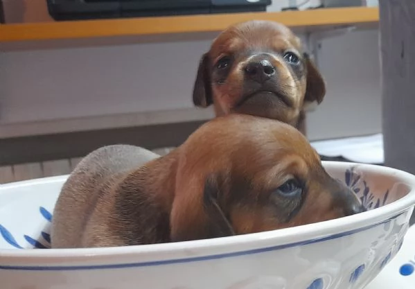 Cuccioli di bassotto tedesco  | Foto 2