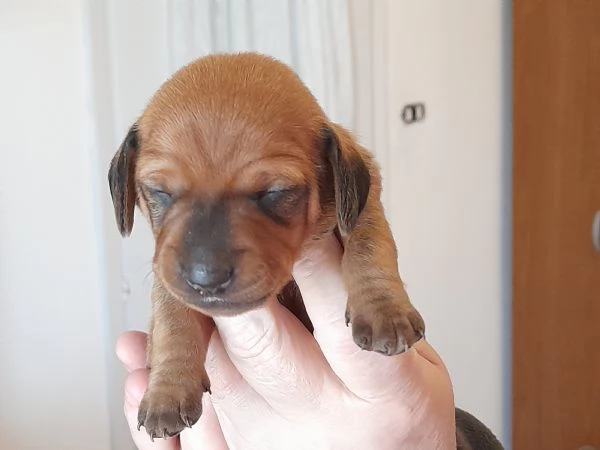 Cuccioli di bassotto tedesco  | Foto 1