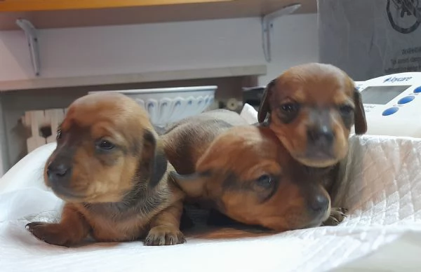 Cuccioli di bassotto tedesco 