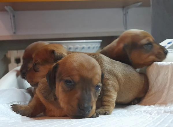 Cuccioli di bassotto tedesco  | Foto 0