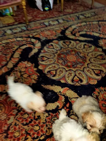 Cuccioli di cane Toy 