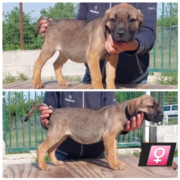 Cane Corso  | Foto 1