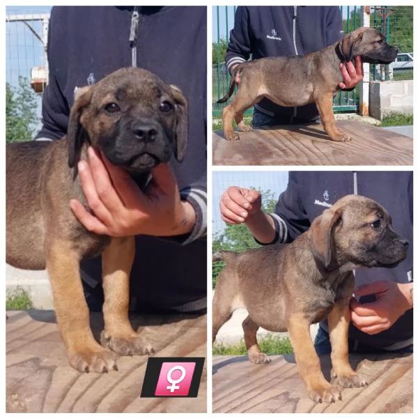 Cane Corso  | Foto 0